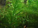 Myriophyllum matogrossense