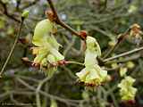 Corylopsis spicata