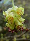 Corylopsis spicata