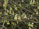 Corylopsis spicata