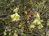 Corylopsis spicata