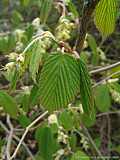 Corylopsis spicata