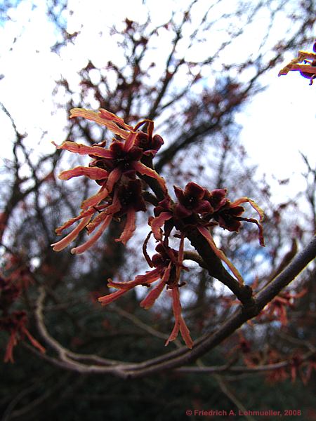 Hamamelis mollis cv. Feuerzauber