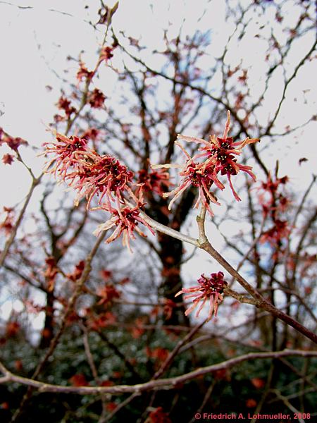 Hamamelis mollis cv. Feuerzauber