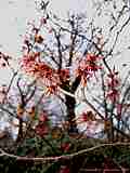 Hamamelis mollis 'Feuerzauber'