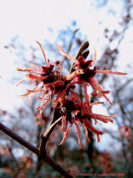 Hamamelis mollis cv. Feuerzauber