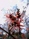 Hamamelis mollis cv Feuerzauber