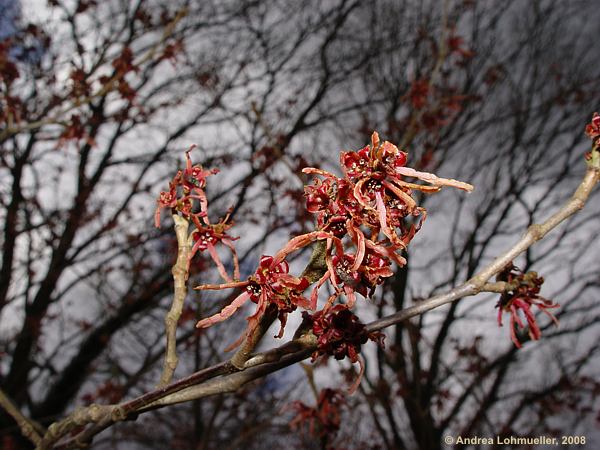 Hamamelis mollis cv. Feuerzauber