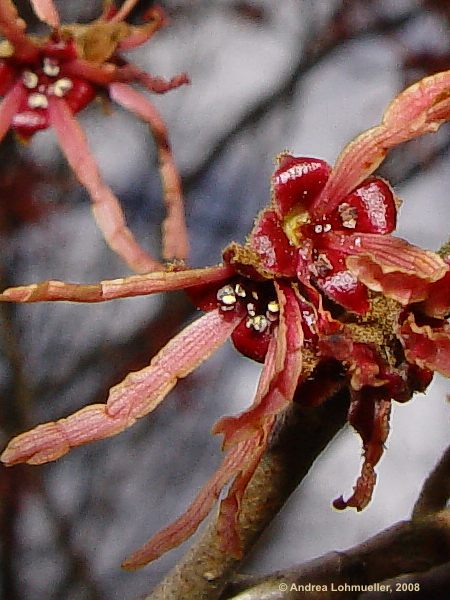 Hamamelis mollis cv. Feuerzauber