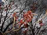 Hamamelis mollis 'Feuerzauber'