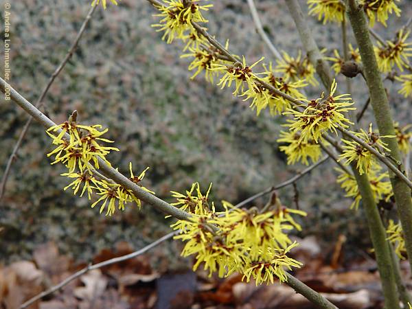 Hamamelis mollis