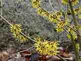 Hamamelis mollis