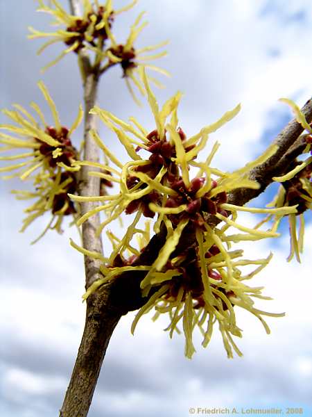 Hamamelis mollis