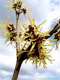 Hamamelis mollis