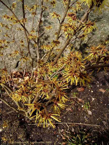 Hamamelis mollis