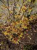 Hamamelis mollis