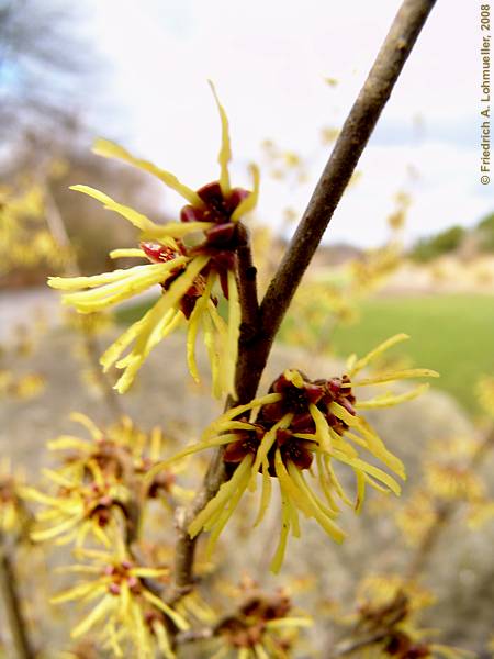 Hamamelis mollis