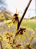 Hamamelis mollis