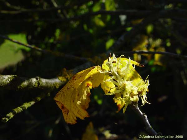 Hamamelis virginiana