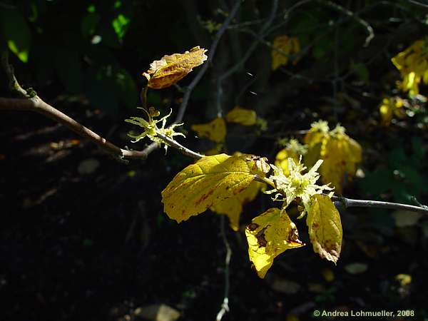 Hamamelis virginiana