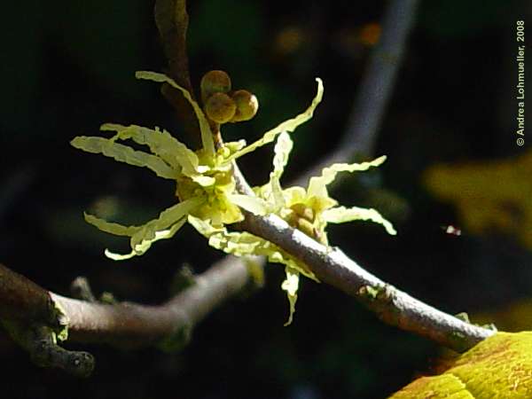 Hamamelis virginiana