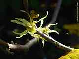 Hamamelis virginiana