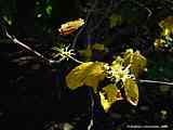 Hamamelis virginiana