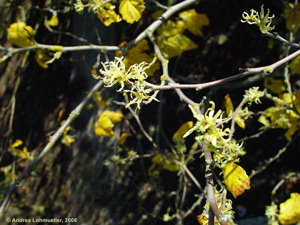 Hamamelis virginiana