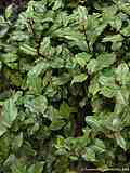 Trichocladus crinitus