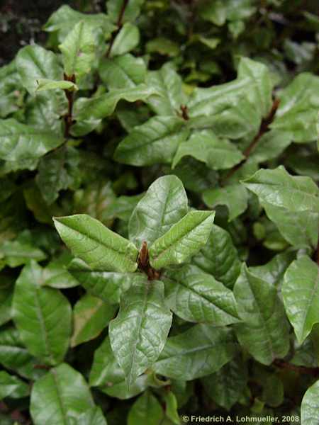 Trichocladus crinitus