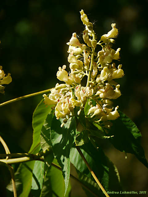 Hippocastanaceae