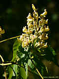 Aesculus flava