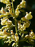 Aesculus flava