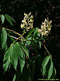 Aesculus flava