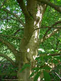 Aesculus flava