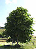 Aesculus hippocastanum