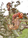 Aesculus hippocastanum 'Monstrosa'