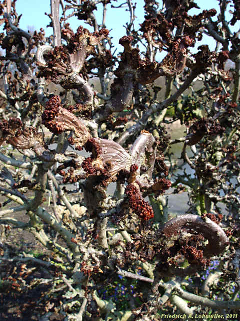 Aesculus hippocastanum 'Monstrosa'