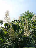 Aesculus parviflora