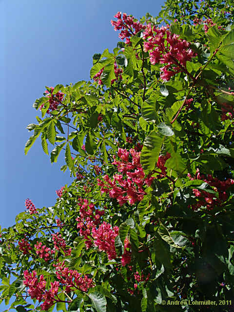 Aesculus x carnea