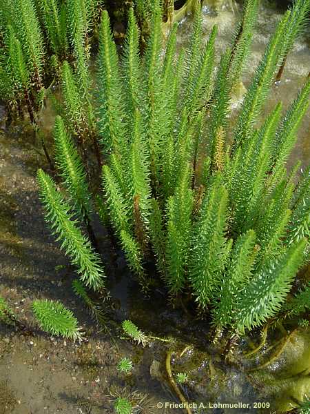 Hippuris vulgaris
