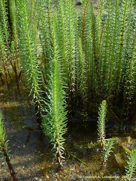 Hippuris vulgaris