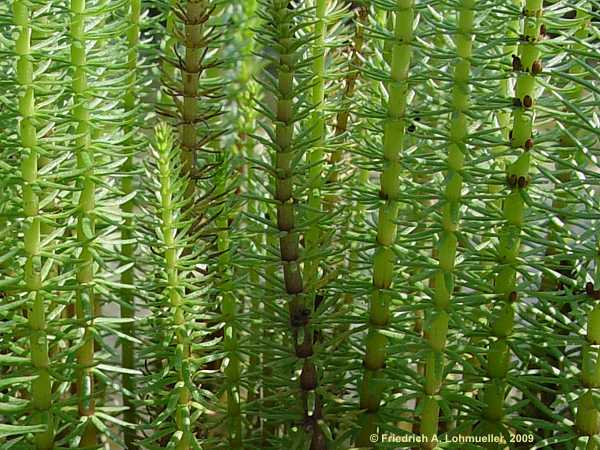 Hippuris vulgaris