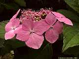 Hydrangea macrophylla, Hortensie