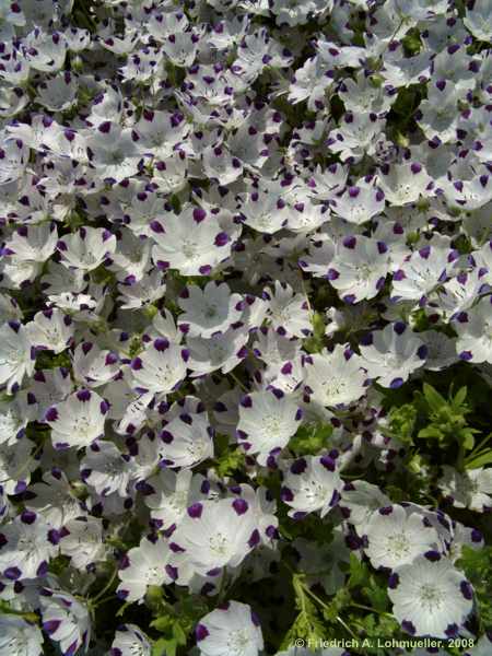 Nemophila maculata