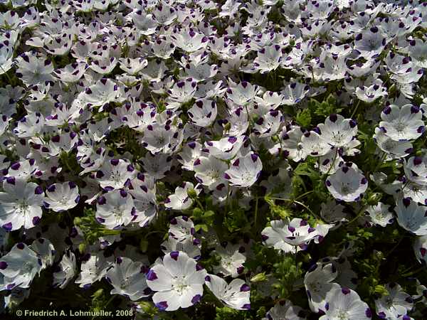 Nemophila maculata