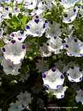 Nemophila maculata