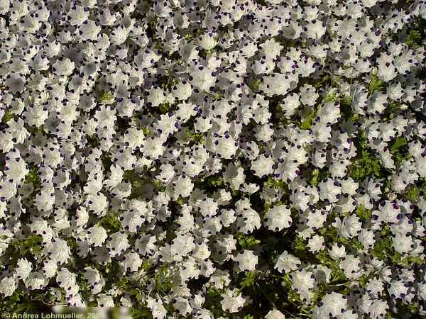 Nemophila maculata