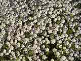 Nemophila maculata