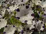 Nemophila maculata